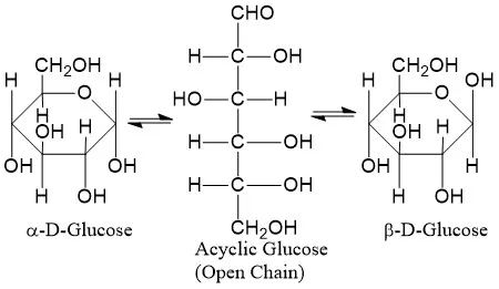 Glucose ring formation